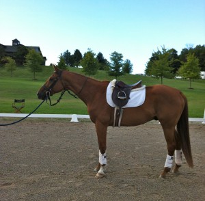 Reggie - The High Point Champion at Bay Harbor this summer. He and Hannah were stars of the show!