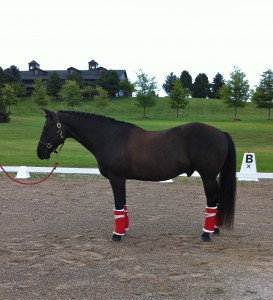 The Black, all round favorite, this summer was this beautiful boy. An aged quarter horse, quiet and willing this horse is for sale by owner. Please contact Brek-n-Ridge for information. 