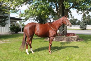 This 6 year old mare is the newest addition to our school horse string - reserve her now to fulfill your horse showing dreams!